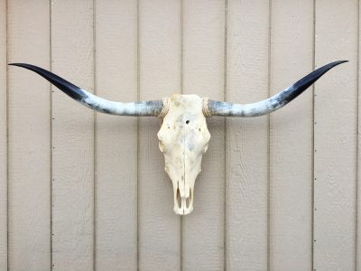 Texas Longhorn Skulls