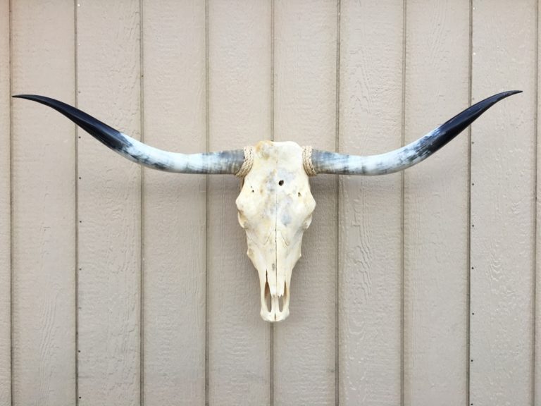 Texas Longhorn Skulls #260 – Texas Mounted Longhorns