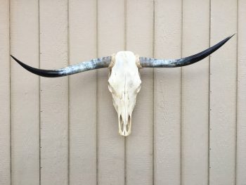 Texas Longhorn Skulls