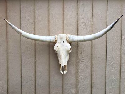 Texas Longhorn Skulls