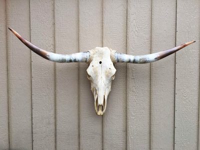 Texas Longhorn Skulls