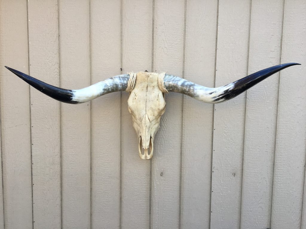 Longhorn Skull - Photos All Recommendation