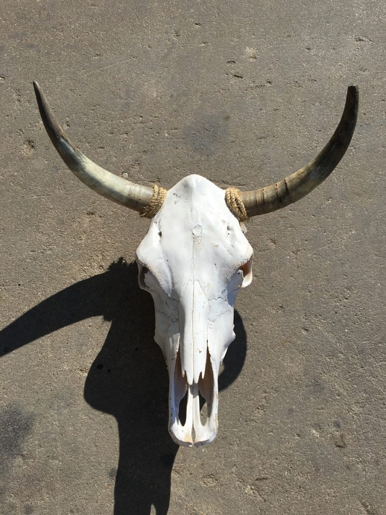 Texas Longhorn Skulls – Texas Mounted Longhorns