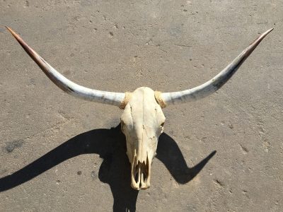 Texas Longhorn Skulls – Texas Mounted Longhorns