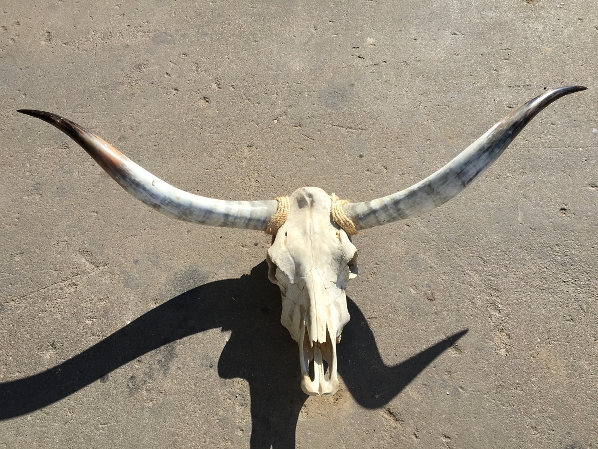 Texas Longhorn Skull – Texas Mounted Longhorns