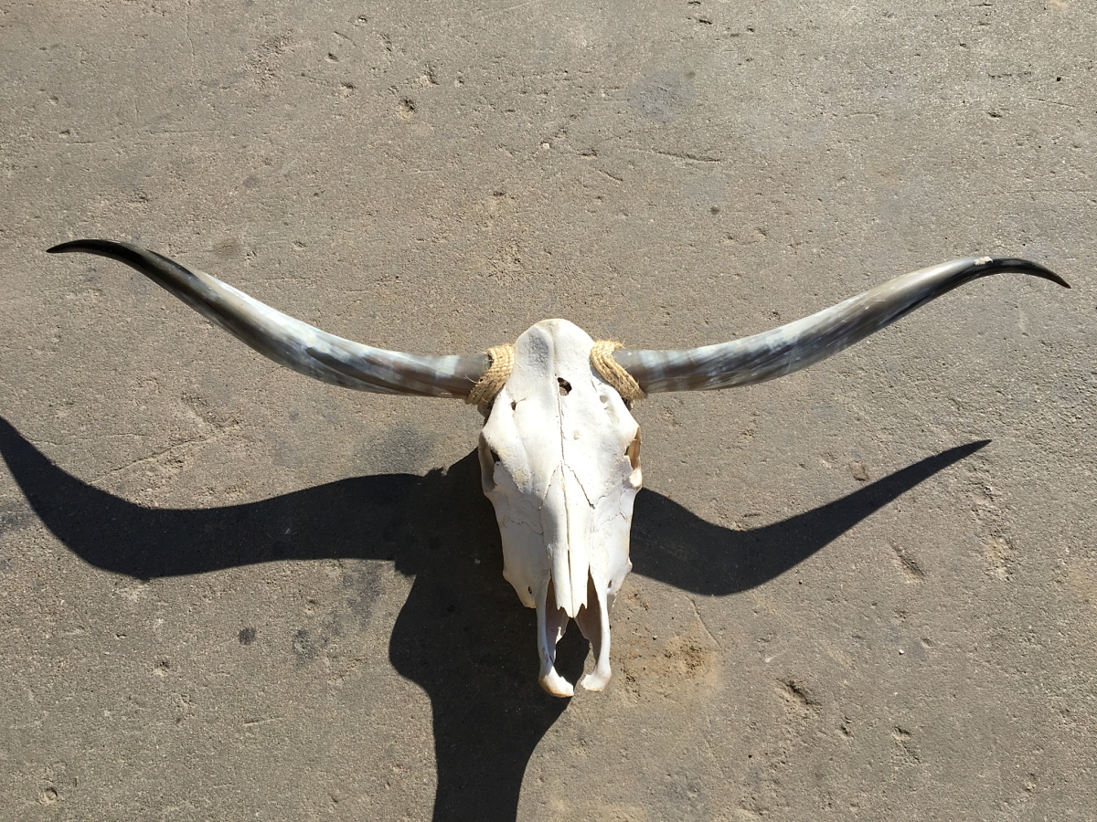 Texas Longhorn Skull – Texas Mounted Longhorns